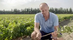 Le renouveau du vignoble français