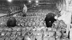 Le réseau financier secret d'Hitler Le business de la guerre