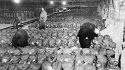 Le réseau financier secret d'Hitler La renaissance