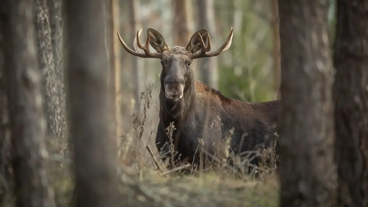 Le retour de l'élan, ce géant des forêts