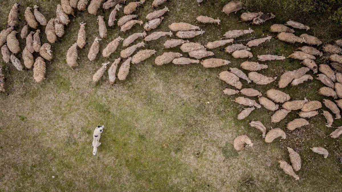 Le retour de l'Europe sauvage Les Carpates