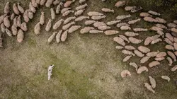 Le retour de l'Europe sauvage Les Carpates