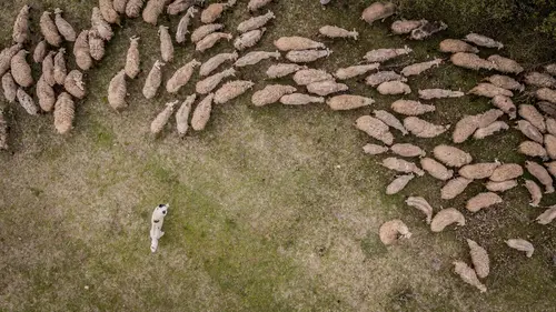 Le retour de l'Europe sauvage Les Carpates