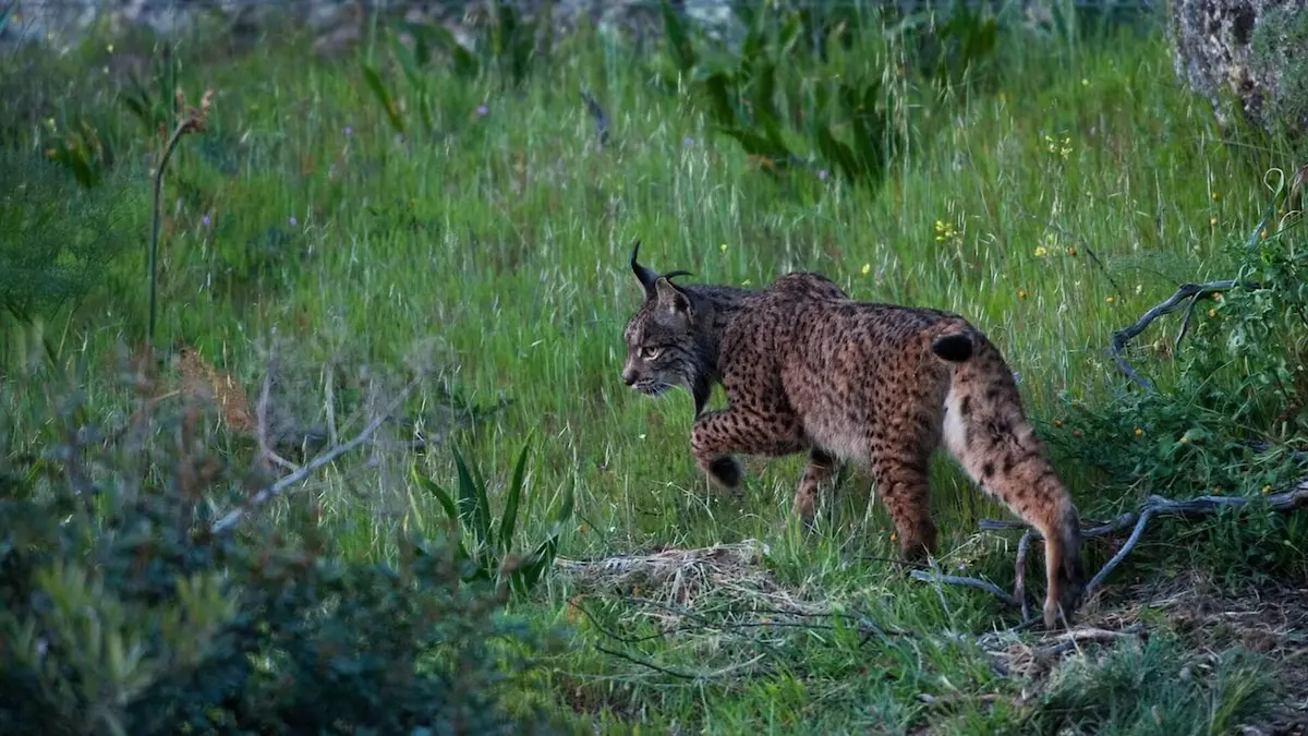 Le retour de l'Europe sauvage La péninsule Ibérique