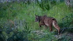 Le retour de l'Europe sauvage La péninsule Ibérique