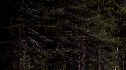 Le retour de l'Europe sauvage Terres enneigées