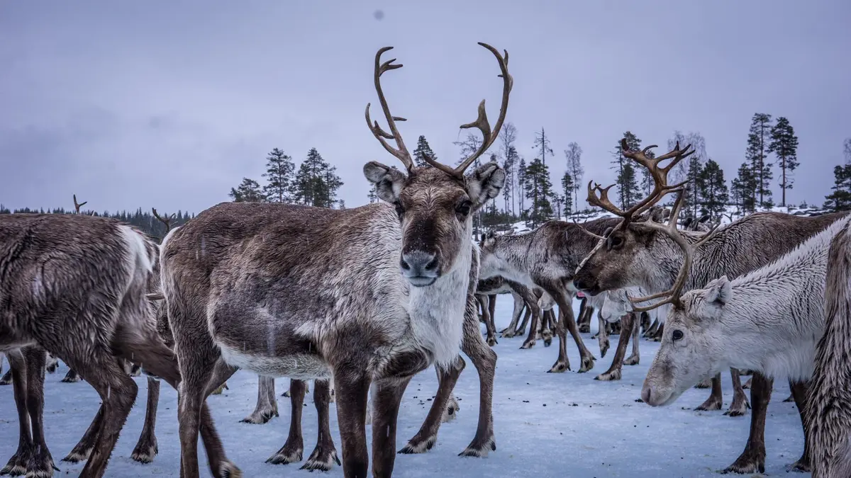 Le retour de l'Europe sauvage Terres enneigées