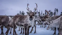 Le retour de l'Europe sauvage Terres enneigées