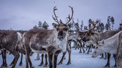 Le retour de l'Europe sauvage Terres enneigées