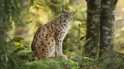 Le retour de l'Europe sauvage