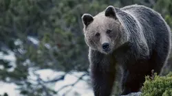 Le retour de l'Europe sauvage