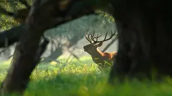 Le retour de l'Europe sauvage