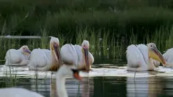 Le retour de l'Europe sauvage