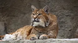 Le retour de l'Europe sauvage