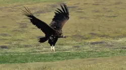 Le retour de l'Europe sauvage