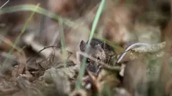Le retour de la nature sauvage