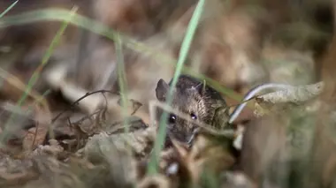 Allemagne, du rideau de fer à la ceinture verte