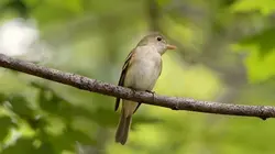 Le retour de la nature sauvage