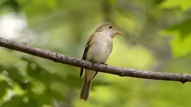 Etats-Unis : la renaissance des forêts de Nouvelle-Angleterre
