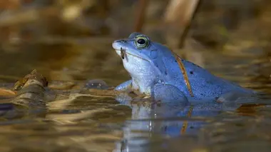 Etats-Unis : la libération du fleuve Elwha
