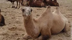 Le retour des Camélidés S01E01 Les princes à deux bosses