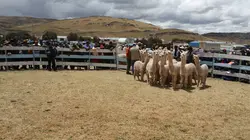 Le retour des camélidés