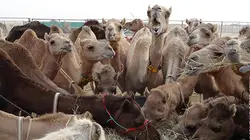 Le retour des camélidés