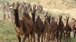 Le retour des camélidés