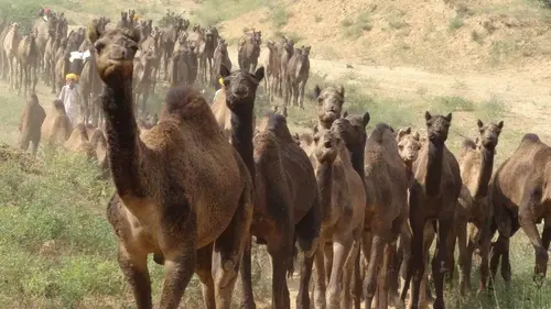 Le retour des Camélidés S01E02 Les vaisseaux du désert