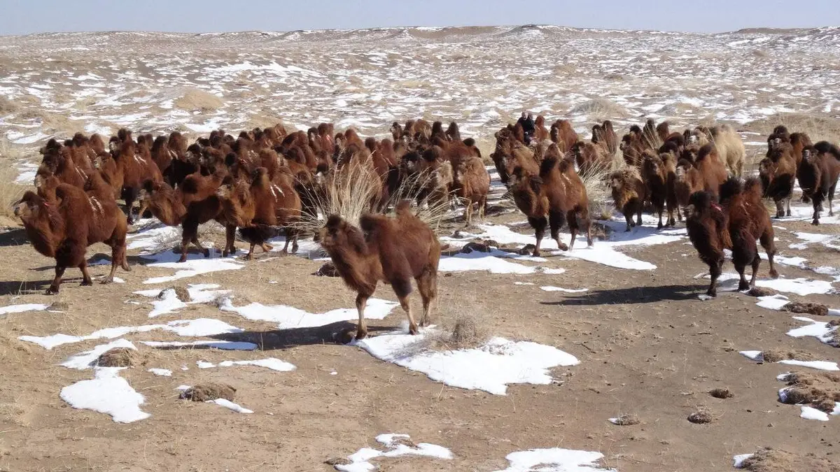 Le retour des Camélidés S01E01 Les princes à deux bosses