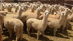 Le retour des camélidés