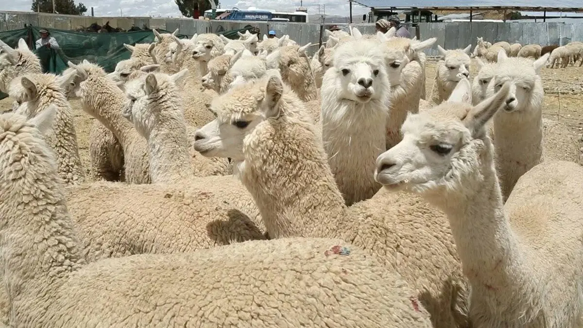 Le retour des camélidés