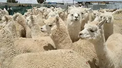 Le retour des camélidés