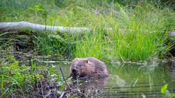 Visuel de Le retour des castors : Bâtisseurs de la Nature