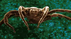 Le retour des envahisseurs invisibles