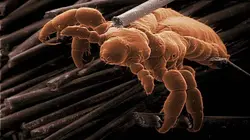 Le retour des envahisseurs invisibles