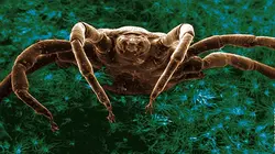 Le retour des envahisseurs invisibles