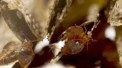 Le retour des envahisseurs invisibles