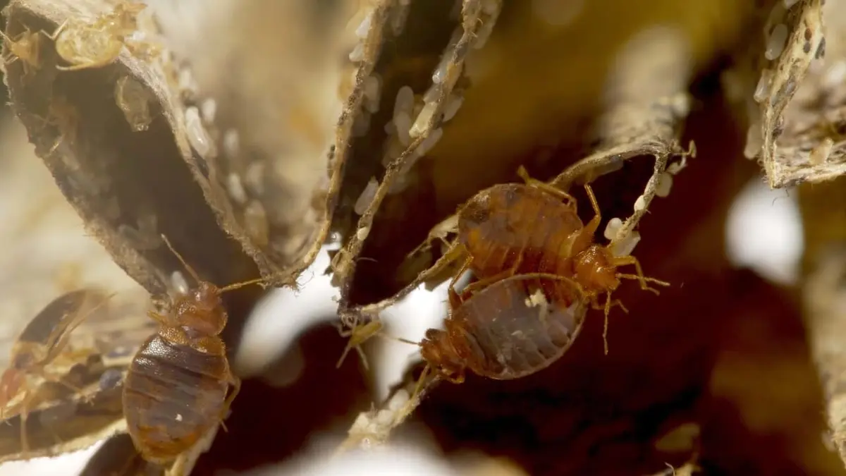 Le retour des envahisseurs invisibles