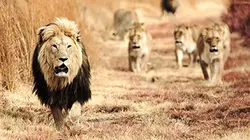 Visuel de Le retour des lions