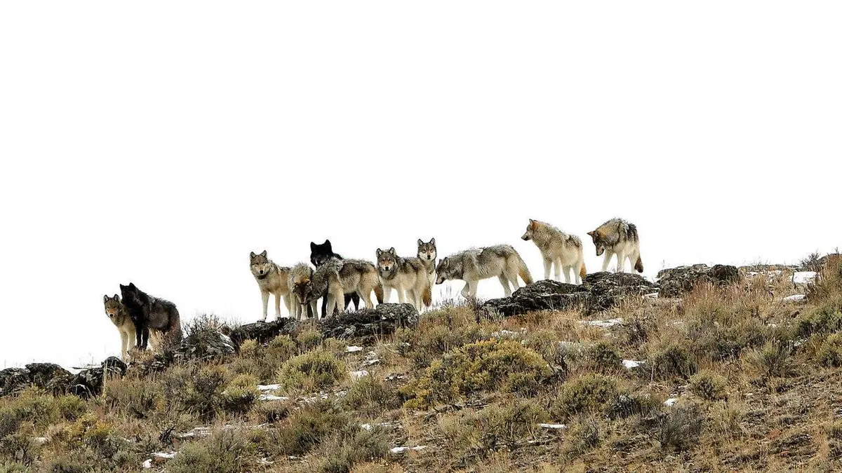 Le retour des loups : Une chance pour le parc de Yellowstone