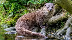 Le retour des loutres d'Europe