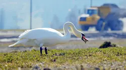 Le retour des oiseaux