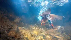 Le retour des oiseaux