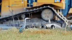 Le retour des oiseaux