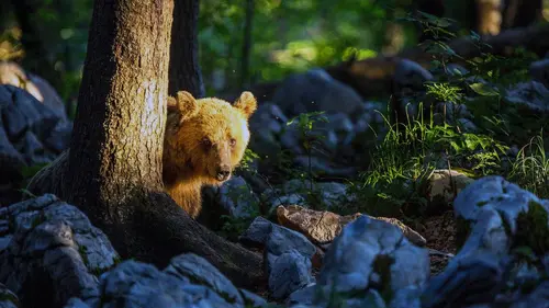 Le retour des ours