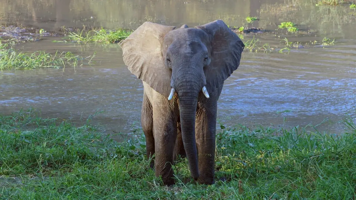 Le retour des prédateurs : Mozambique, le parc national de Gorongosa