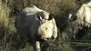 Le retour des rhinocéros indiens