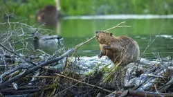 Le retour des tortues et des castors