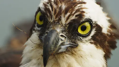 Le retour du balbuzard pêcheur : un rapace en été